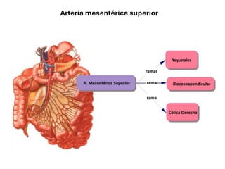 Arteria mesentérica superior
 