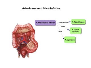 Arteria mesentérica inferior
 