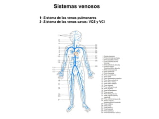 Sistemas venosos
1- Sistema de las venas pulmonares
2- Sistema de las venas cavas: VCS y VCI
 