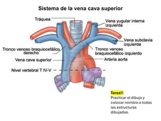 Sistema de la vena cava superior
Tarea!!:
Practicar el dibujo y
colocar nombre a todas
las estructuras
dibujadas.
 