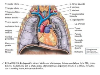 ✓ RELACIONES: En la porción intrapericárdica se relaciona por delante, con la base de la AD y restos
tímicos, medialmente con la arteria aorta, lateralmente con el pulmón derecho y la pleura, por detrás
con la arteria y venas pulmonares derechas.
Vista anterior del
tórax. Pleuras y
pericardio abiertos.
 