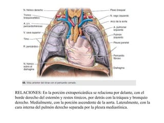 RELACIONES: En la porción extrapericárdica se relaciona por delante, con el
borde derecho del esternón y restos tímicos, por detrás con la tráquea y bronquio
derecho. Medialmente, con la porción ascendente de la aorta. Lateralmente, con la
cara interna del pulmón derecho separada por la pleura mediastínica.
 