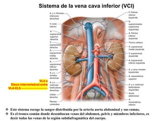 ❖ Este sistema recoge la sangre distribuida por la arteria aorta abdominal y sus ramas.
❖ Es el tronco común donde desembocan venas del abdomen, pelvis y miembros inferiores, es
decir todas las venas de la región subdiafragmática del cuerpo.
Sistema de la vena cava inferior (VCI)
VL4 o
Disco intervertebral entre
VL4-VL5---------------------------
 