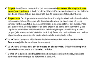✓ Origen: La VCI está constituida por la reunión de las venas ilíacas primitivas
derecha e izquierda, a 1 o 2 cm de la bifurcación de la arteria aorta, por delante
del disco intervertebral que separa la cuarta y quinta vértebras lumbares.
✓ Trayectoria: Se dirige verticalmente hacia arriba siguiendo el lado derecho de la
columna vertebral. Se curva a la derecha a la altura de la primera vértebra
lumbar y última vértebra dorsal, para llegar al borde posterior del hígado. Pasa
por el surco del borde posterior de éste órgano, se dobla anteriormente y a la
izquierda y atraviesa el centro frénico del diafragma por un orificio que le es
propio (a la altura de la 8° vértebra torácica). Entra a la cavidad torácica, perfora
el pericardio y se abre en la parte inferior de la aurícula derecha.
✓ La VCI solo tiene una válvula terminal en su desembocadura, la válvula de
Eustaquio (válvula semilunar incompleta).
✓ La VCI está situada casi por completo en el abdomen, únicamente su parte
terminal corresponde a la cavidad torácica.
✓ Como en el curso de su trayectoria recibe afluentes voluminosos, su calibre
aumenta a medida que se aproxima al corazón.
 