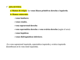 ✓ AFLUENTES:
a- Ramas de origen: las venas ilíacas primitivas derecha e izquierda.
b- Ramas colaterales:
- venas lumbares
- venas renales,
- vena suprarrenal derecha
- vena espermática derecha o vena ovárica derecha (según el sexo)
- venas hepáticas
- venas diafragmáticas inferiores.
(La vena suprarrenal izquierda, espermática izquierda y ovárica izquierda
desembocan en la vena renal izquierda).
 