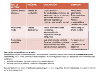 Inervación e irrigación de las arterias
Están inervadas por el sistema nervioso autónomo que suministra nervios denominados nervi vasorum (nervi
vascularis). Por lo tanto, son conductos dotados de movilidad y sensibilidad que dependen del sistema nervioso
autónomo:
- Arterias viscerales y grandes troncos (troncos simpáticos)
- Arterias periféricas (nervios craneales o espinales vecinos)
Las grandes arterias están irrigadas por vasos sanguíneos más pequeños, denominados vasa vasorum contenidos
en la túnica adventicia.
 