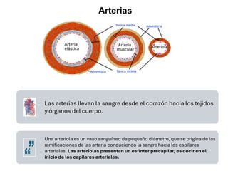 Las arterias llevan la sangre desde el corazón hacia los tejidos
y órganos del cuerpo.
Una arteriola es un vaso sanguíneo de pequeño diámetro, que se origina de las
ramificaciones de las arteria conduciendo la sangre hacia los capilares
arteriales. Las arteriolas presentan un esfínter precapilar, es decir en el
inicio de los capilares arteriales.
Arterias
 