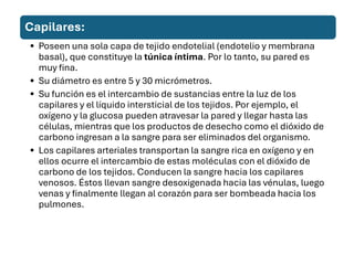 Capilares:
• Poseen una sola capa de tejido endotelial (endotelio y membrana
basal), que constituye la túnica íntima. Por lo tanto, su pared es
muy fina.
• Su diámetro es entre 5 y 30 micrómetros.
• Su función es el intercambio de sustancias entre la luz de los
capilares y el líquido intersticial de los tejidos. Por ejemplo, el
oxígeno y la glucosa pueden atravesar la pared y llegar hasta las
células, mientras que los productos de desecho como el dióxido de
carbono ingresan a la sangre para ser eliminados del organismo.
• Los capilares arteriales transportan la sangre rica en oxígeno y en
ellos ocurre el intercambio de estas moléculas con el dióxido de
carbono de los tejidos. Conducen la sangre hacia los capilares
venosos. Éstos llevan sangre desoxigenada hacia las vénulas, luego
venas y finalmente llegan al corazón para ser bombeada hacia los
pulmones.
 