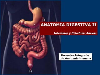 ANATOMIA DIGESTIVA II
Intestinos y Glándulas Anexas
Docentes Integrado
de Anatomía Humana
 