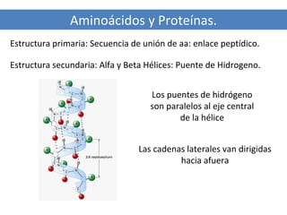 Aminoácidos y Proteínas.
Estructura primaria: Secuencia de unión de aa: enlace peptídico.
Estructura secundaria: Alfa y Beta Hélices: Puente de Hidrogeno.
Los puentes de hidrógeno
son paralelos al eje central
de la hélice
Las cadenas laterales van dirigidas
hacia afuera

 