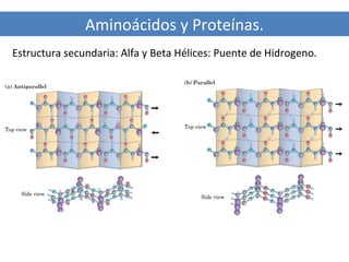 Aminoácidos y Proteínas.
Estructura secundaria: Alfa y Beta Hélices: Puente de Hidrogeno.

 