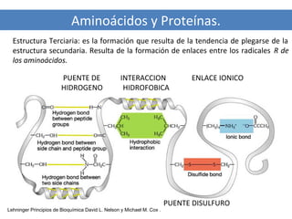 Aminoácidos y Proteínas.
Estructura Terciaria
Estructura Terciaria: es la formación que resulta de la tendencia de plegarse de la
estructura secundaria. Resulta de la formación de enlaces entre los radicales R de
los aminoácidos.
PUENTE DE
HIDROGENO

INTERACCION
HIDROFOBICA

ENLACE IONICO

PUENTE DISULFURO
Lehninger Principios de Bioquímica David L. Nelson y Michael M. Cox .

 
