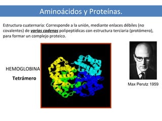 Aminoácidos y Proteínas.
Estructura cuaternaria: Corresponde a la unión, mediante enlaces débiles (no
covalentes) de varias cadenas polipeptídicas con estructura terciaria (protómero),
para formar un complejo proteico.

HEMOGLOBINA
Tetrámero
Max Perutz 1959

 