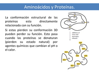 Aminoácidos y Proteínas.
La conformación estructural de las
proteínas
esta
directamente
relacionada con su función.
Si estas pierden su conformación 3D
pueden perder su función. Esto pasa
cuando las proteínas se denaturan
(pierden su estado natural) por
agentes químicos que cambian el pH o
el calor.

 