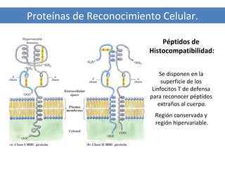 Proteínas de Reconocimiento Celular.
Péptidos de
Histocompatibilidad:
Se disponen en la
superficie de los
Linfocitos T de defensa
para reconocer péptidos
extraños al cuerpo.
Región conservada y
región hipervariable.

 