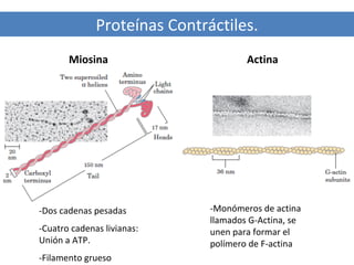 Proteínas Contráctiles.
Miosina

-Dos cadenas pesadas
-Cuatro cadenas livianas:
Unión a ATP.
-Filamento grueso

Actina

-Monómeros de actina
llamados G-Actina, se
unen para formar el
polímero de F-actina

 