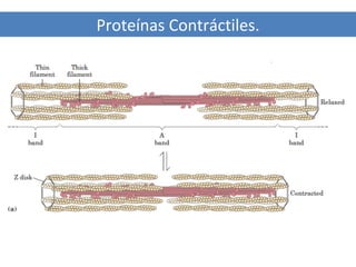 Proteínas Contráctiles.

 