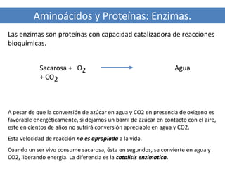Aminoácidos y Proteínas: Enzimas.
Las enzimas son proteínas con capacidad catalizadora de reacciones
bioquímicas.
Sacarosa + O2
+ CO2

Agua

A pesar de que la conversión de azúcar en agua y CO2 en presencia de oxigeno es
favorable energéticamente, si dejamos un barril de azúcar en contacto con el aire,
este en cientos de años no sufrirá conversión apreciable en agua y CO2.
Esta velocidad de reacción no es apropiada a la vida.
Cuando un ser vivo consume sacarosa, ésta en segundos, se convierte en agua y
CO2, liberando energía. La diferencia es la catalisis enzimatica.

 