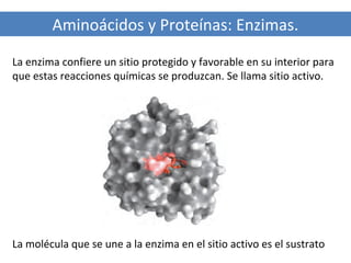 Aminoácidos y Proteínas: Enzimas.
La enzima confiere un sitio protegido y favorable en su interior para
que estas reacciones químicas se produzcan. Se llama sitio activo.

La molécula que se une a la enzima en el sitio activo es el sustrato

 