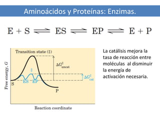 Aminoácidos y Proteínas: Enzimas.

La catálisis mejora la
tasa de reacción entre
moléculas al disminuir
la energía de
activación necesaria.

 