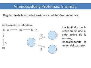 Aminoácidos y Proteínas: Enzimas.
Regulación de la actividad enzimática: Inhibición competitiva.

Un Inhibidor de la
reacción se une al
sitio activo de la
enzima,
imposibilitando la
unión del sustrato.

 