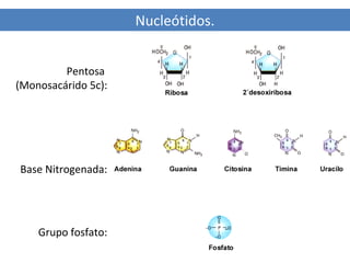 Nucleótidos.
Pentosa
(Monosacárido 5c):

Base Nitrogenada:

Grupo fosfato:

 