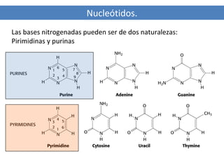 Nucleótidos.
Las bases nitrogenadas pueden ser de dos naturalezas:
Pirimidinas y purinas

 