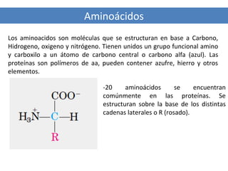Aminoácidos
Los aminoacidos son moléculas que se estructuran en base a Carbono,
Hidrogeno, oxigeno y nitrógeno. Tienen unidos un grupo funcional amino
y carboxilo a un átomo de carbono central o carbono alfa (azul). Las
proteínas son polímeros de aa, pueden contener azufre, hierro y otros
elementos.
-20
aminoácidos
se
encuentran
comúnmente en las proteínas. Se
estructuran sobre la base de los distintas
cadenas laterales o R (rosado).

 