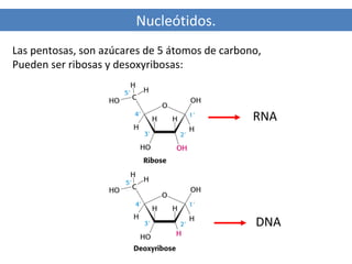 Nucleótidos.
Las pentosas, son azúcares de 5 átomos de carbono,
Pueden ser ribosas y desoxyribosas:

RNA

DNA

 