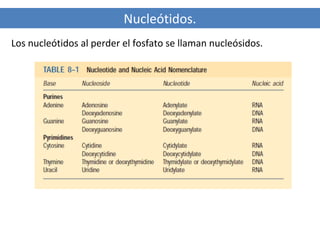 Nucleótidos.
Los nucleótidos al perder el fosfato se llaman nucleósidos.

 