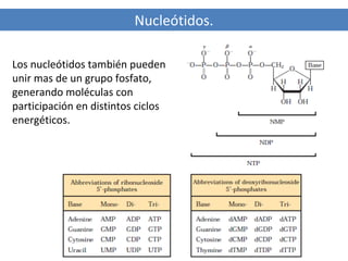 Nucleótidos.
Los nucleótidos también pueden
unir mas de un grupo fosfato,
generando moléculas con
participación en distintos ciclos
energéticos.

 