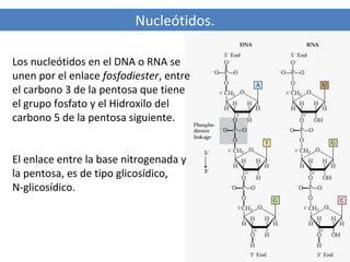Nucleótidos.
Los nucleótidos en el DNA o RNA se
unen por el enlace fosfodiester, entre
el carbono 3 de la pentosa que tiene
el grupo fosfato y el Hidroxilo del
carbono 5 de la pentosa siguiente.

El enlace entre la base nitrogenada y
la pentosa, es de tipo glicosídico,
N-glicosídico.

 