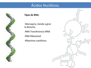 Ácidos Nucléicos.
Tipos de RNA:

-Mensajero, tiende a girar a
la derecha.
-RNA Transferencia tRNA.
-RNA Ribosomal
-Ribozimas cataliticas

 