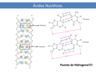 Ácidos Nucléicos.

Puente de Hidrogeno!!!!

 
