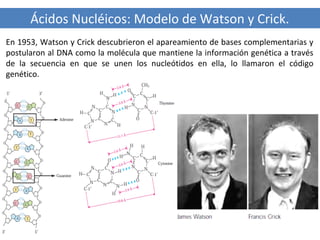 Ácidos Nucléicos: Modelo de Watson y Crick.
En 1953, Watson y Crick descubrieron el apareamiento de bases complementarias y
postularon al DNA como la molécula que mantiene la información genética a través
de la secuencia en que se unen los nucleótidos en ella, lo llamaron el código
genético.

 