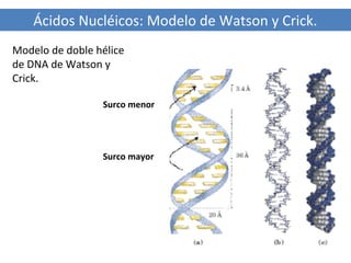 Ácidos Nucléicos: Modelo de Watson y Crick.
Modelo de doble hélice
de DNA de Watson y
Crick.
Surco menor

Surco mayor

 