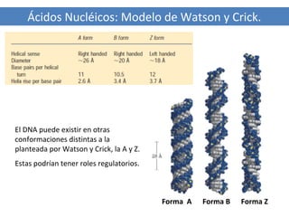 Ácidos Nucléicos: Modelo de Watson y Crick.

El DNA puede existir en otras
conformaciones distintas a la
planteada por Watson y Crick, la A y Z.
Estas podrían tener roles regulatorios.

Forma A

Forma B

Forma Z

 