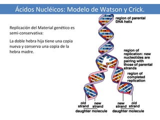 Ácidos Nucléicos: Modelo de Watson y Crick.
Replicación del Material genético es
semi-conservativa:
La doble hebra hija tiene una copia
nueva y conserva una copia de la
hebra madre.

 