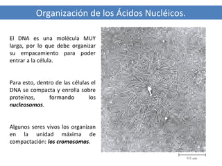 Organización de los Ácidos Nucléicos.
El DNA es una molécula MUY
larga, por lo que debe organizar
su empacamiento para poder
entrar a la célula.

Para esto, dentro de las células el
DNA se compacta y enrolla sobre
proteínas,
formando
los
nucleosomas.

Algunos seres vivos los organizan
en la unidad máxima de
compactación: los cromosomas.

 