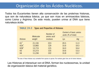 Organización de los Ácidos Nucléicos.
Todos los Eucariontes tienen alta conservación de las proteínas histonas,
que son de naturaleza básica, ya que son ricas en aminoacidos básicos,
como Lisina y Arginina. De este modo, pueden unirse al DNA que tiene
naturaleza ácida.

Las Histonas al interactuar con el DNA, forman los nucleosomas, la unidad
de organización básica del material genético.

 