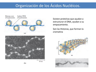 Organización de los Ácidos Nucléicos.
Existen proteínas que ayudan a
estructurar el DNA, ayudan a su
empacamiento.
Son las Histonas, que forman la
cromatina

 