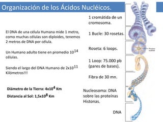 Organización de los Ácidos Nucléicos.
1 cromátida de un
cromosoma.
El DNA de una célula Humana mide 1 metro,
como muchas células son diploides, tenemos
2 metros de DNA por célula.
Un Humano adulto tiene en promedio 10 14
células.
Siendo el largo del DNA Humano de 2x10 11
Kilómetros!!!

Diámetro de la Tierra: 4x104 Km
Distancia al Sol: 1,5x108 Km

1 Bucle: 30 rosetas.
Roseta: 6 loops.
1 Loop: 75.000 pb
(pares de bases).
Fibra de 30 mn.
Nucleosoma: DNA
sobre las proteínas
Histonas.
DNA

 