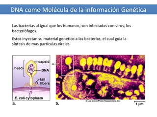 DNA como Molécula de la información Genética
Las bacterias al igual que los humanos, son infectadas con virus, los
bacteriófagos.
Estos inyectan su material genético a las bacterias, el cual guía la
síntesis de mas partículas virales.

 