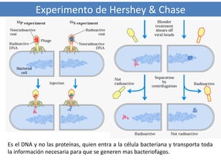 Experimento de Hershey & Chase

Es el DNA y no las proteínas, quien entra a la célula bacteriana y transporta toda
la información necesaria para que se generen mas bacteriofagos.

 