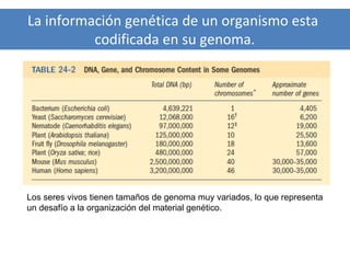 La información genética de un organismo esta
codificada en su genoma.

Los seres vivos tienen tamaños de genoma muy variados, lo que representa
un desafío a la organización del material genético.

 