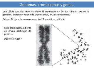 Genomas, cromosomas y genes.
Una célula somática Humana tiene 46 cromosomas= 2n. Las células sexuales o
gametos, tienen un valor n de cromosomas, n=23 cromosomas.
Existen 24 tipos de cromosomas, los 22 somáticos, el X e Y.
Cada cromosoma alberga
un grupo particular de
genes…
¿Qué es un gen?

 