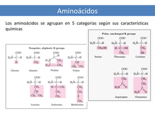 Aminoácidos
Los aminoácidos se agrupan en 5 categorías según sus características
químicas

 