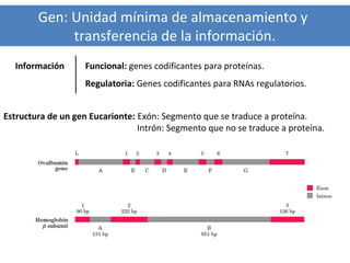 Gen: Unidad mínima de almacenamiento y
transferencia de la información.
Información

Funcional: genes codificantes para proteínas.
Regulatoria: Genes codificantes para RNAs regulatorios.

Estructura de un gen Eucarionte: Exón: Segmento que se traduce a proteína.
Intrón: Segmento que no se traduce a proteína.

 