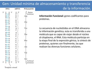 Gen: Unidad mínima de almacenamiento y transferencia
de la información.
Información Funcional: genes codificantes para
proteínas.

La secuencia de nucleótidos en el DNA almacena
la información genética, esta es transferida a una
molécula que es capaz de viajar desde el núcleo
al citoplasma, el RNA. Esta molécula participa en
la etapa final de la expresión génica, la síntesis de
proteínas, quienes son finalmente, las que
realizan las diversas funciones celulares.

 