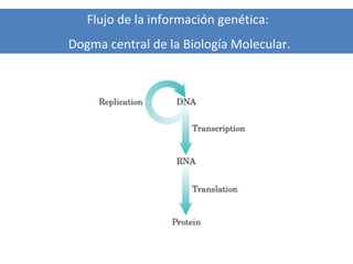 Flujo de la información genética:
Dogma central de la Biología Molecular.

 
